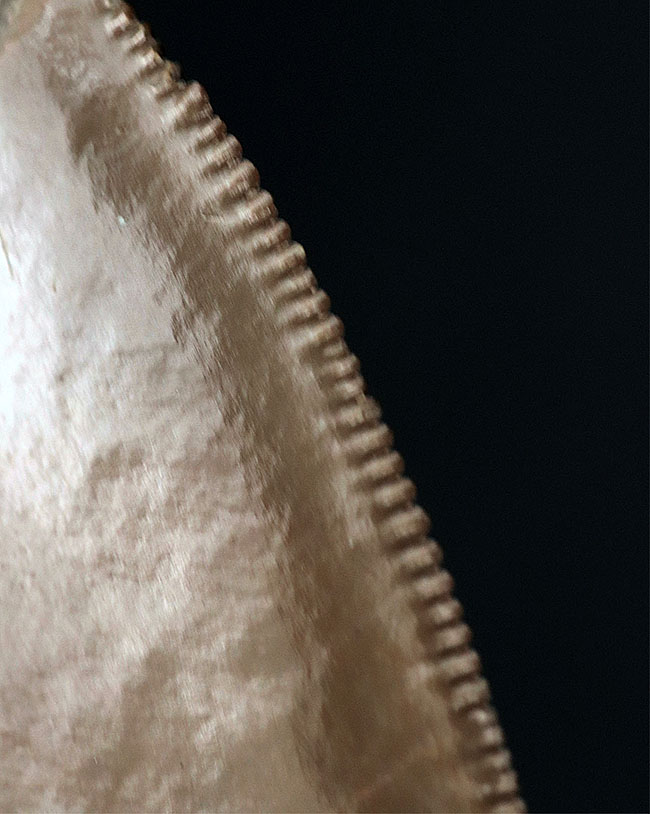 いわゆる「天狗の爪」！極めて希少な「激レア」品。セレーションとエナメル質が保存された「国産」のメガロドンの歯化石（その5）