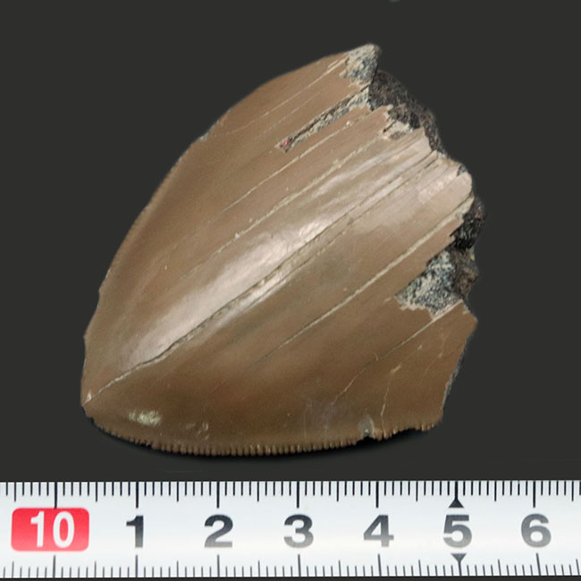 いわゆる「天狗の爪」！極めて希少な「激レア」品。セレーションとエナメル質が保存された「国産」のメガロドンの歯化石（その8）