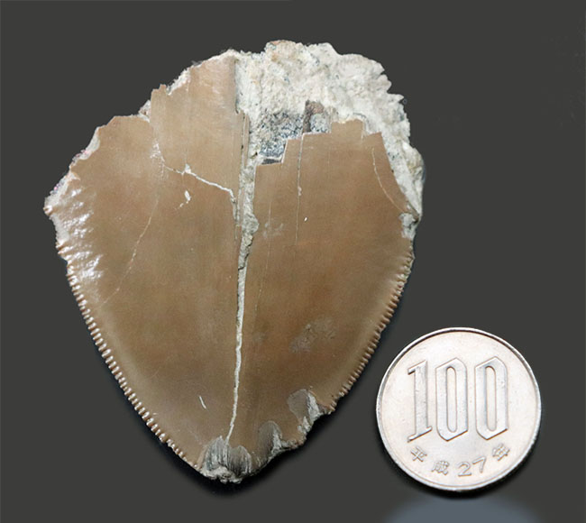 いわゆる「天狗の爪」！極めて希少な「激レア」品。セレーションとエナメル質が保存された「国産」のメガロドンの歯化石（その9）