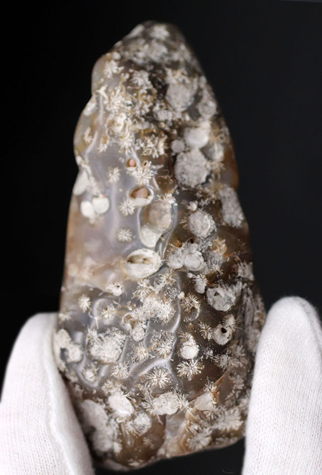 およそ約３億年前、石炭紀の四放サンゴ（Caninia torquia）の化石（その1）