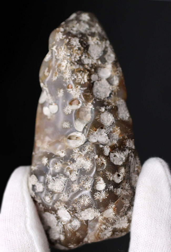 およそ約3億年前、石炭紀の四放サンゴ(Caninia torquia)の化石(その1)