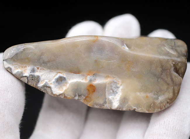 およそ約3億年前、石炭紀の四放サンゴ(Caninia torquia)の化石(その2)