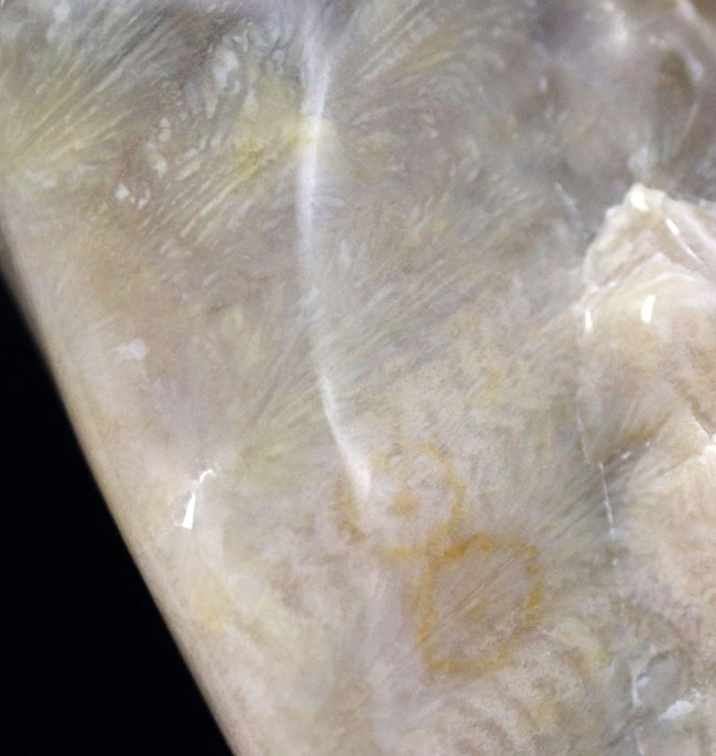 およそ約3億年前、石炭紀の四放サンゴ(Caninia torquia)の化石(その3)