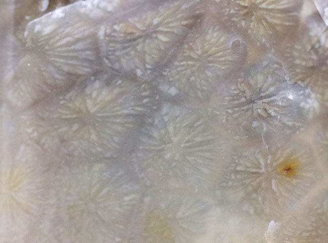 およそ約3億年前、石炭紀の四放サンゴ(Caninia torquia)の化石(その4)