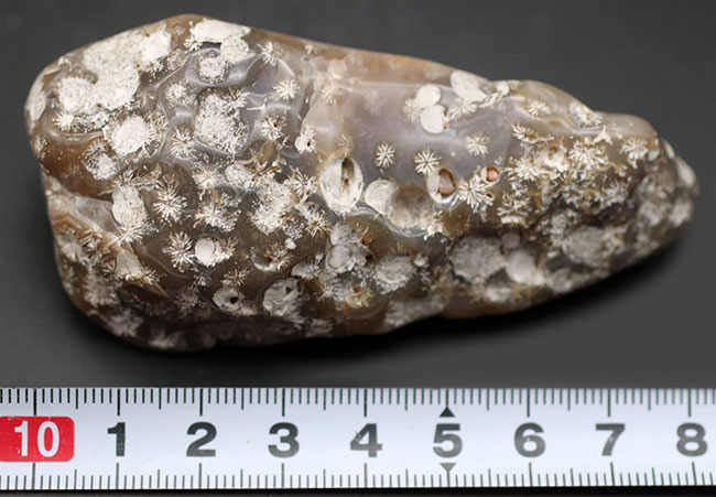 およそ約3億年前、石炭紀の四放サンゴ(Caninia torquia)の化石(その6)