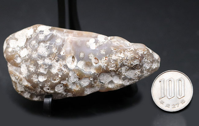 およそ約3億年前、石炭紀の四放サンゴ（Caninia torquia）の化石 化石