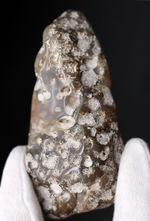 およそ約３億年前、石炭紀の四放サンゴ（Caninia torquia）の化石