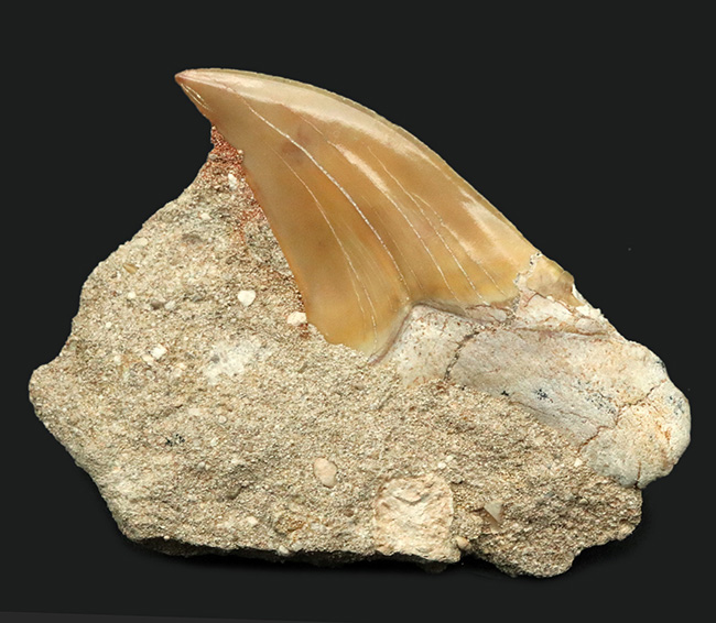 輝くエナメル質にご注目！メガロドンの祖先とも言われる古代鮫、オトドゥス・オブリークス（Otodus obliquus）の上質の母岩付きの歯化石（その1）