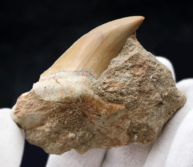 輝くエナメル質にご注目！メガロドンの祖先とも言われる古代鮫、オトドゥス・オブリークス（Otodus obliquus）の上質の母岩付きの歯化石（その2）