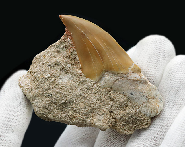 輝くエナメル質にご注目！メガロドンの祖先とも言われる古代鮫、オトドゥス・オブリークス（Otodus obliquus）の上質の母岩付きの歯化石（その3）
