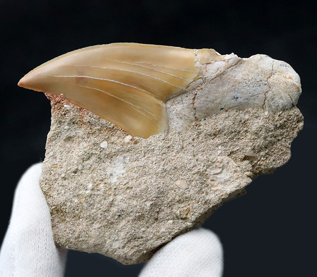 輝くエナメル質にご注目！メガロドンの祖先とも言われる古代鮫、オトドゥス・オブリークス（Otodus obliquus）の上質の母岩付きの歯化石（その4）