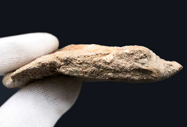 輝くエナメル質にご注目！メガロドンの祖先とも言われる古代鮫、オトドゥス・オブリークス（Otodus obliquus）の上質の母岩付きの歯化石（その5）