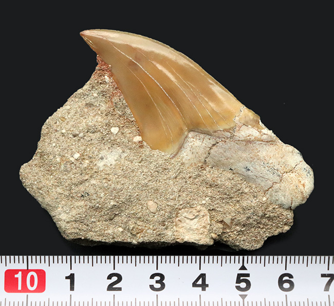輝くエナメル質にご注目！メガロドンの祖先とも言われる古代鮫、オトドゥス・オブリークス（Otodus obliquus）の上質の母岩付きの歯化石（その6）