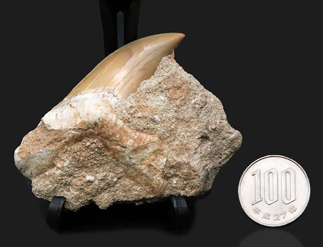 輝くエナメル質にご注目！メガロドンの祖先とも言われる古代鮫、オトドゥス・オブリークス（Otodus obliquus）の上質の母岩付きの歯化石（その7）