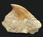 輝くエナメル質にご注目！メガロドンの祖先とも言われる古代鮫、オトドゥス・オブリークス（Otodus obliquus）の上質の母岩付きの歯化石