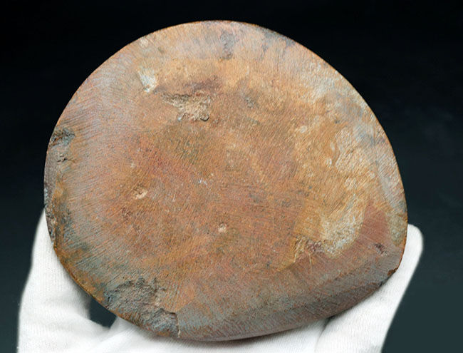 古生代デボン紀に現れたアンモナイトの仲間、ゴニアタイト（Goniatite）の化石（その6）