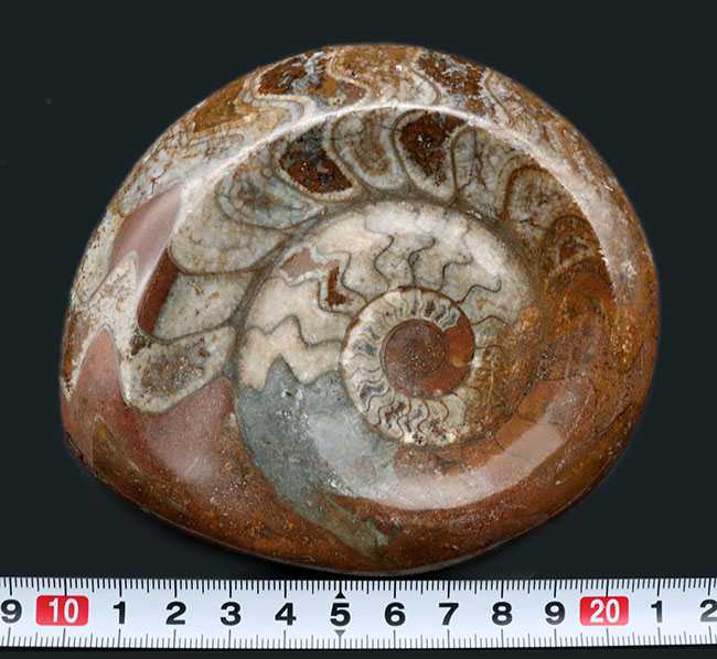 古生代デボン紀に現れたアンモナイトの仲間、ゴニアタイト（Goniatite）の化石（その9）