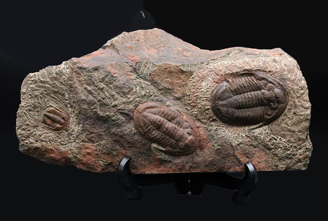 1999年に国内に入ったホースト氏の作品、モロッコ産の三葉虫、アサフス(Asaphus)のマルチプレート標本(その1)