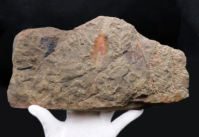 1999年に国内に入ったホースト氏の作品、モロッコ産の三葉虫、アサフス(Asaphus)のマルチプレート標本(その10)