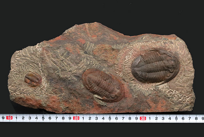 1999年に国内に入ったホースト氏の作品、モロッコ産の三葉虫、アサフス(Asaphus)のマルチプレート標本(その13)