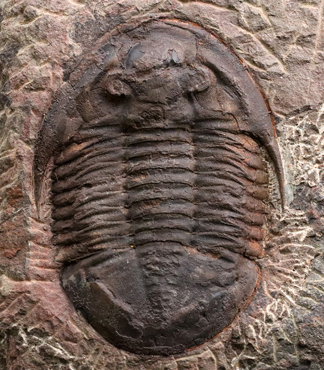 1999年に国内に入ったホースト氏の作品、モロッコ産の三葉虫、アサフス(Asaphus)のマルチプレート標本(その3)