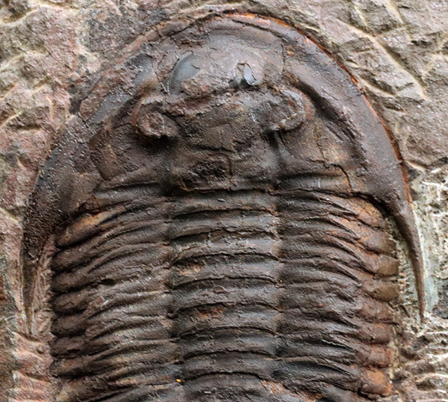 1999年に国内に入ったホースト氏の作品、モロッコ産の三葉虫、アサフス(Asaphus)のマルチプレート標本(その4)