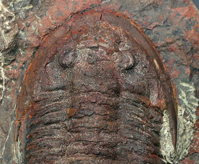 1999年に国内に入ったホースト氏の作品、モロッコ産の三葉虫、アサフス(Asaphus)のマルチプレート標本(その7)