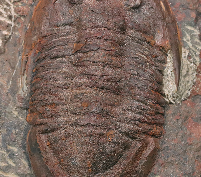 1999年に国内に入ったホースト氏の作品、モロッコ産の三葉虫、アサフス(Asaphus)のマルチプレート標本(その8)