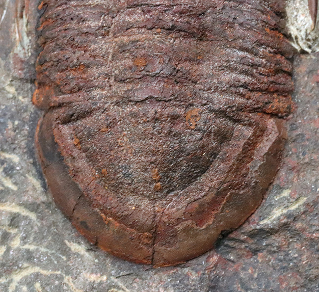 1999年に国内に入ったホースト氏の作品、モロッコ産の三葉虫、アサフス(Asaphus)のマルチプレート標本(その9)