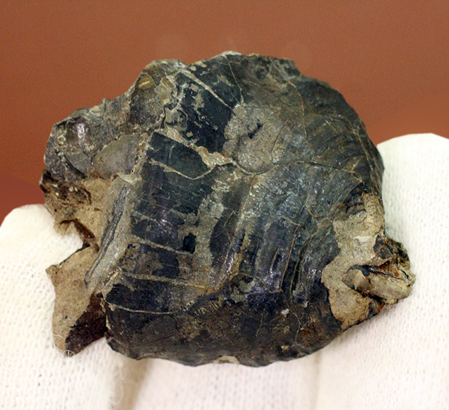 珍しい！アンモナイトのカランストンビ（顎器）の化石。北海道夕張産。（その1）