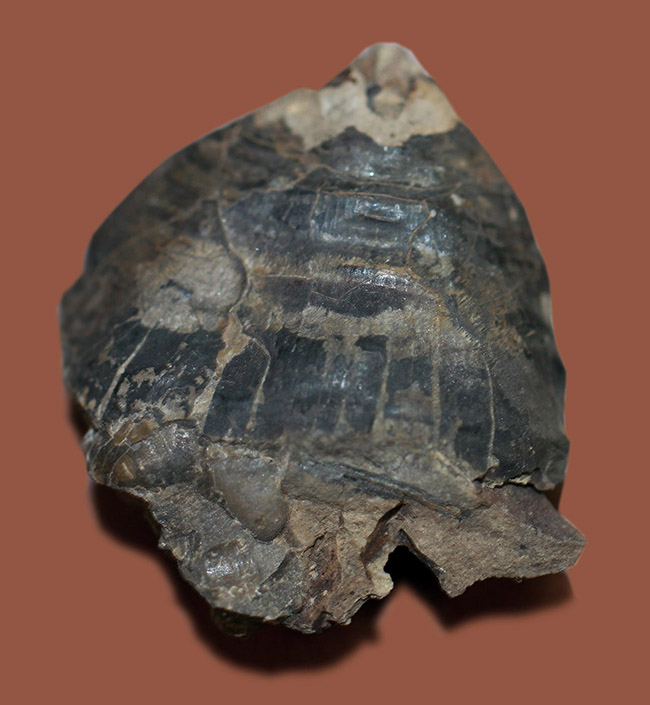 珍しい！アンモナイトのカランストンビ（顎器）の化石。北海道夕張産。（その2）