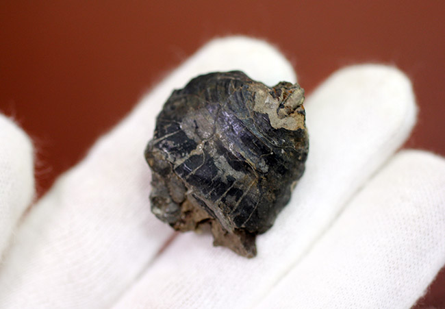 珍しい！アンモナイトのカランストンビ（顎器）の化石。北海道夕張産。（その3）