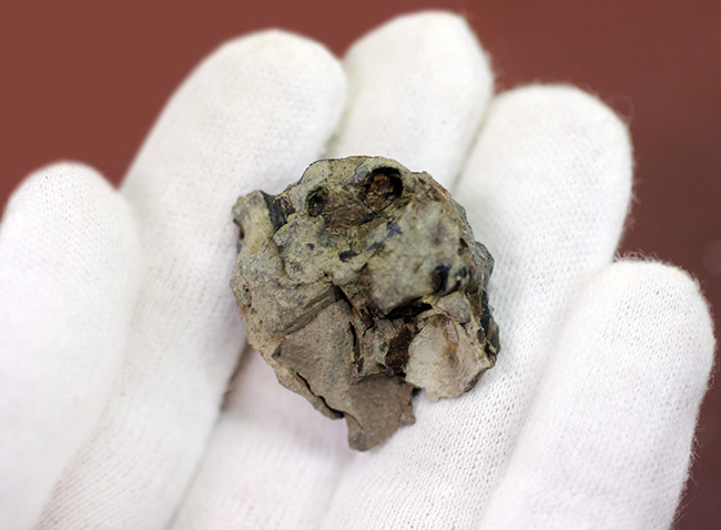珍しい！アンモナイトのカランストンビ（顎器）の化石。北海道夕張産。（その4）