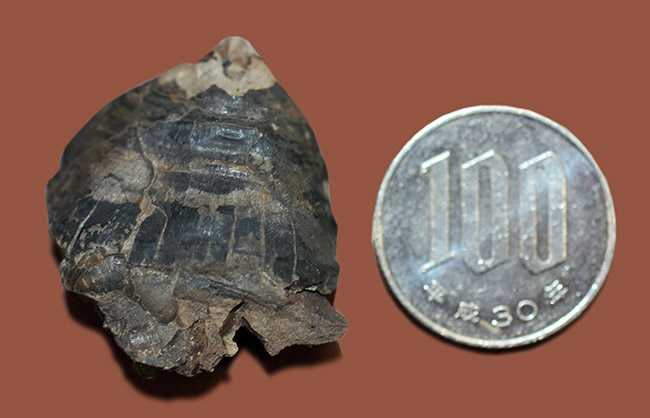 珍しい！アンモナイトのカランストンビ（顎器）の化石。北海道夕張産。（その6）