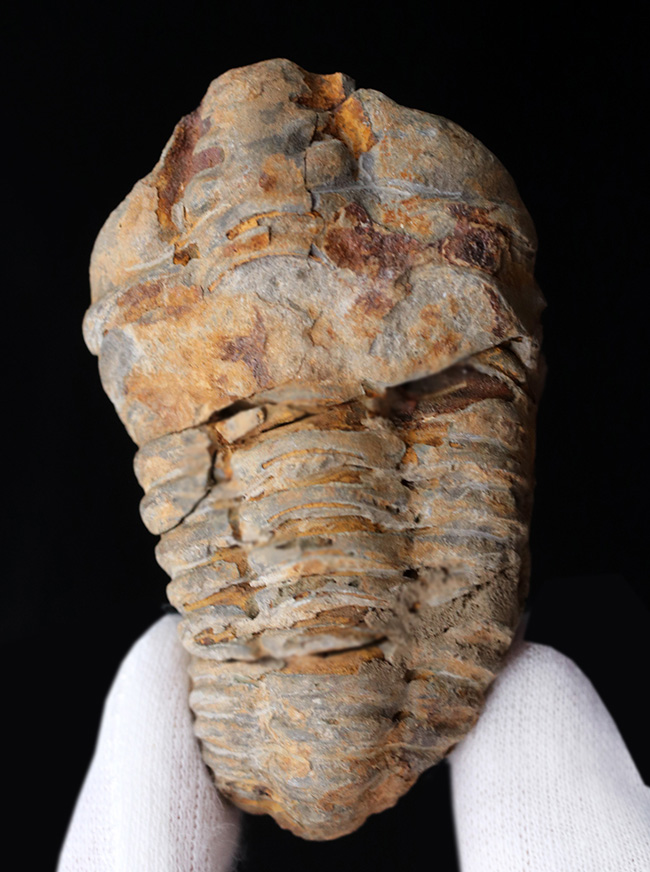 古生代オルドビス紀の芋虫型の三葉虫、ディアカリメネ・ウーズレグイ（Diacalymene ouzregui）の化石（その1）