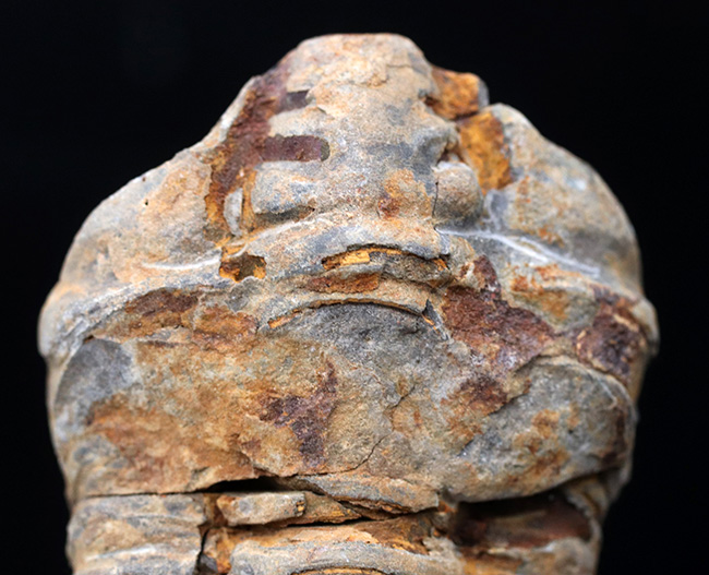 古生代オルドビス紀の芋虫型の三葉虫、ディアカリメネ・ウーズレグイ（Diacalymene ouzregui）の化石（その2）