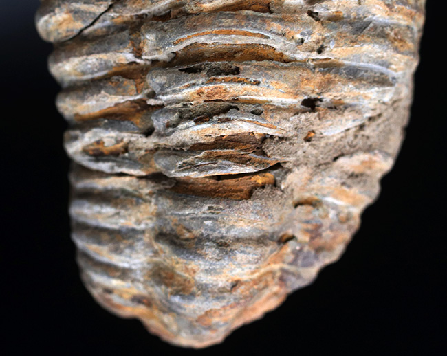 古生代オルドビス紀の芋虫型の三葉虫、ディアカリメネ・ウーズレグイ(Diacalymene ouzregui)の化石(その3)