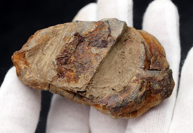 古生代オルドビス紀の芋虫型の三葉虫、ディアカリメネ・ウーズレグイ（Diacalymene ouzregui）の化石（その4）