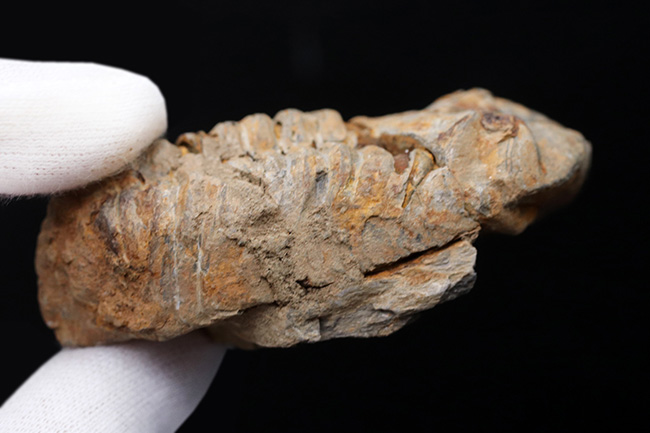 古生代オルドビス紀の芋虫型の三葉虫、ディアカリメネ・ウーズレグイ（Diacalymene ouzregui）の化石（その5）