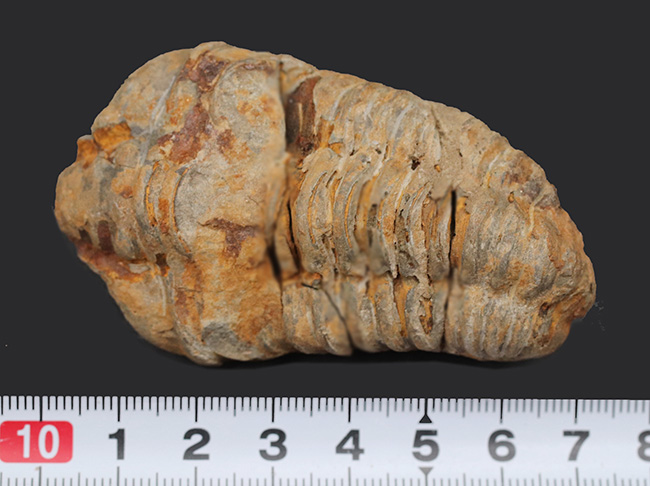 古生代オルドビス紀の芋虫型の三葉虫、ディアカリメネ・ウーズレグイ（Diacalymene ouzregui）の化石（その6）