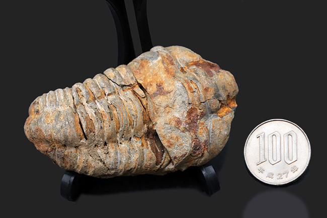古生代オルドビス紀の芋虫型の三葉虫、ディアカリメネ・ウーズレグイ（Diacalymene ouzregui）の化石（その7）