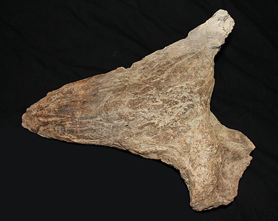 最もよく知られた恐竜の一つ、トリケラトプスのノーズホーン（鼻角）の化石。観察するほどに楽しめる様々な特徴を備えています。（その1）