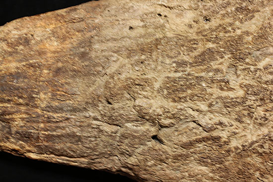最もよく知られた恐竜の一つ、トリケラトプスのノーズホーン（鼻角）の化石。観察するほどに楽しめる様々な特徴を備えています。（その10）
