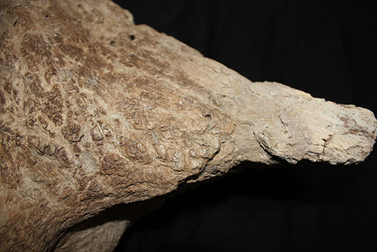 最もよく知られた恐竜の一つ、トリケラトプスのノーズホーン（鼻角）の化石。観察するほどに楽しめる様々な特徴を備えています。（その11）