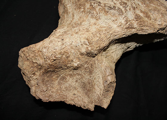 最もよく知られた恐竜の一つ、トリケラトプスのノーズホーン（鼻角）の化石。観察するほどに楽しめる様々な特徴を備えています。（その12）