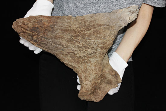 最もよく知られた恐竜の一つ、トリケラトプスのノーズホーン（鼻角）の化石。観察するほどに楽しめる様々な特徴を備えています。（その13）