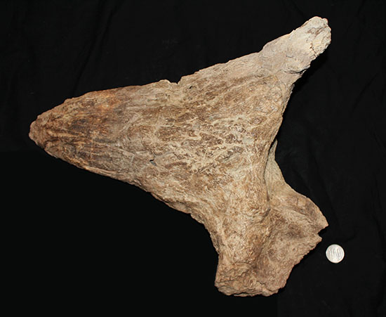 最もよく知られた恐竜の一つ、トリケラトプスのノーズホーン（鼻角）の化石。観察するほどに楽しめる様々な特徴を備えています。（その15）