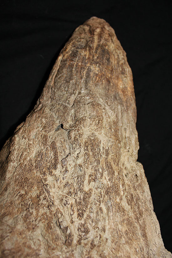 最もよく知られた恐竜の一つ、トリケラトプスのノーズホーン（鼻角）の化石。観察するほどに楽しめる様々な特徴を備えています。（その2）