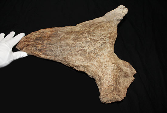 最もよく知られた恐竜の一つ、トリケラトプスのノーズホーン（鼻角）の化石。観察するほどに楽しめる様々な特徴を備えています。（その3）