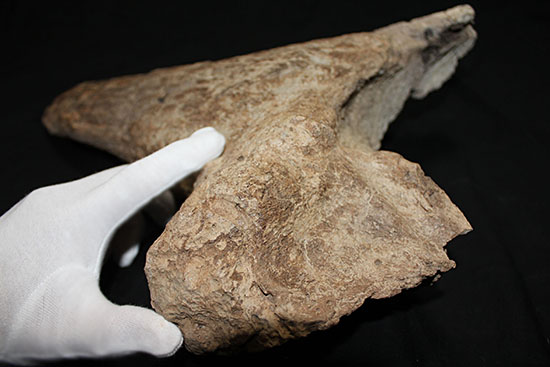 最もよく知られた恐竜の一つ、トリケラトプスのノーズホーン（鼻角）の化石。観察するほどに楽しめる様々な特徴を備えています。（その4）